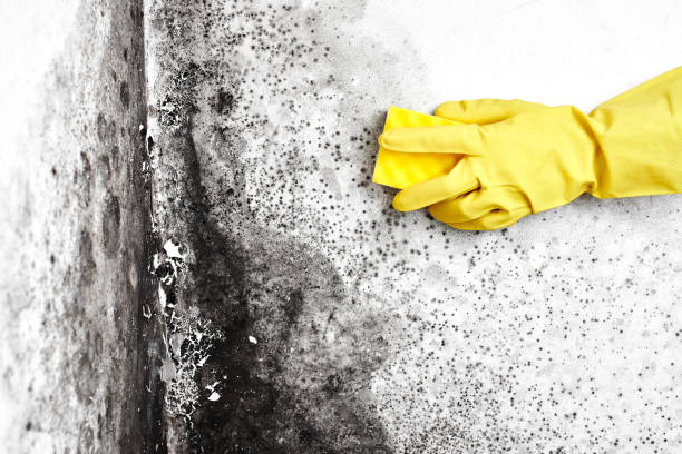 Office Mold Removal Services in Lawrence, NY